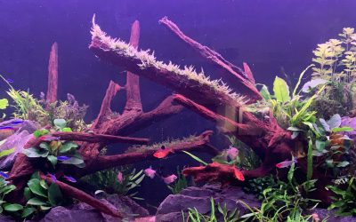 Mein Aquarium – vom Malawi See bis zum Amazonas